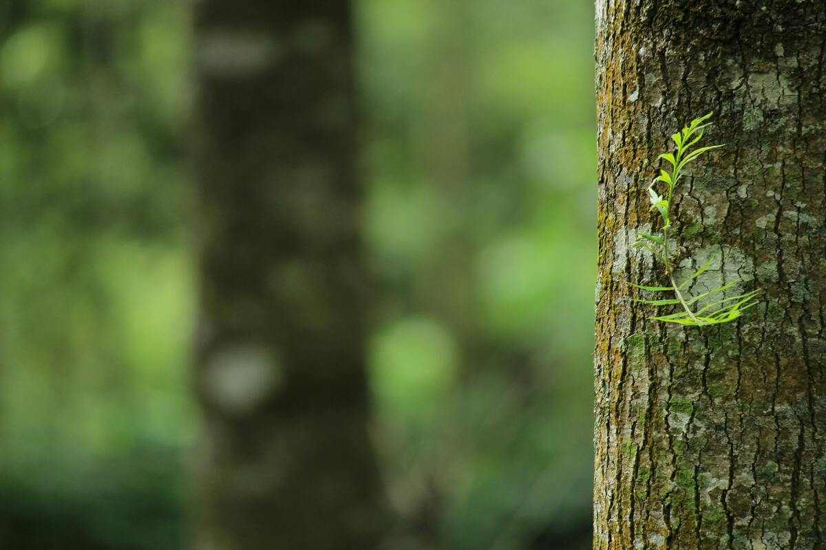 Albero liquido