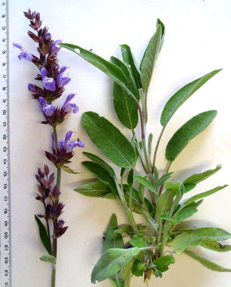 Salvia officinalis