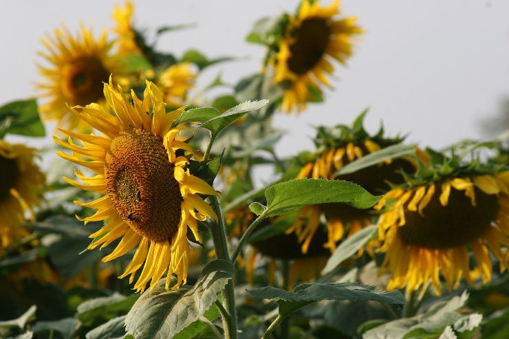 Girasoli metodo del giardiniere