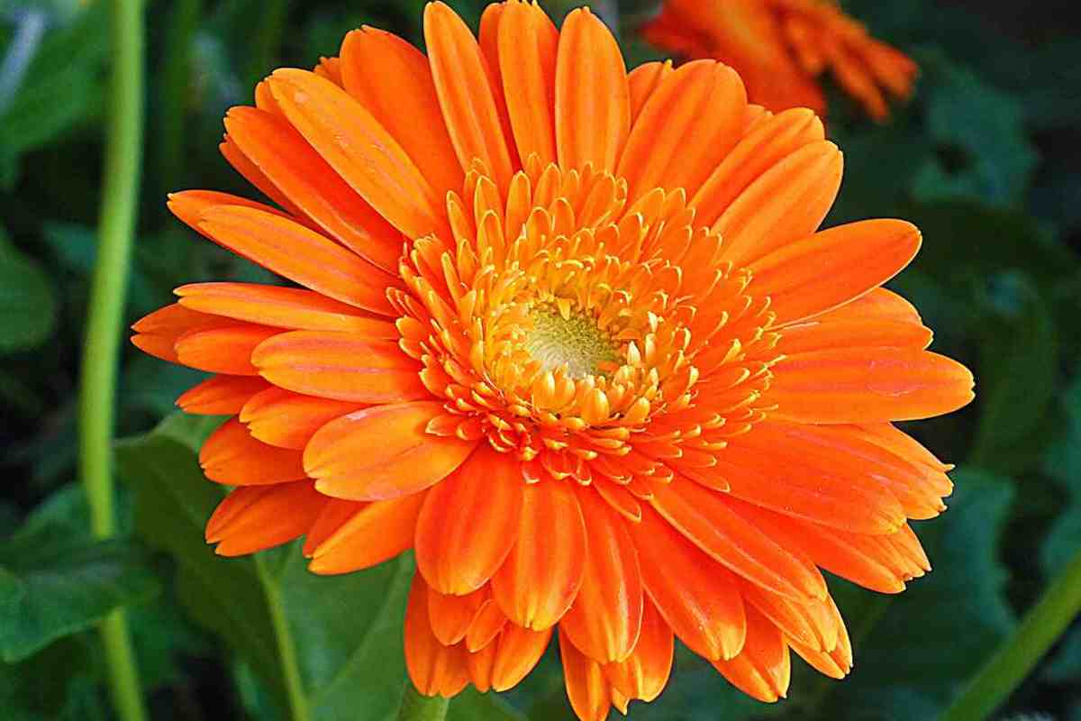 Calendula