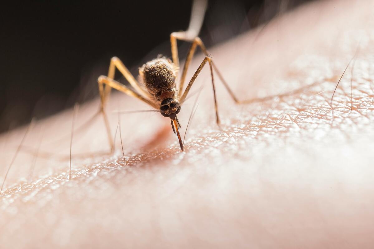 Allarme zanzare