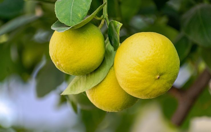 Semi limoni