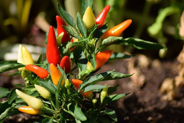 Peperoncino nel vaso